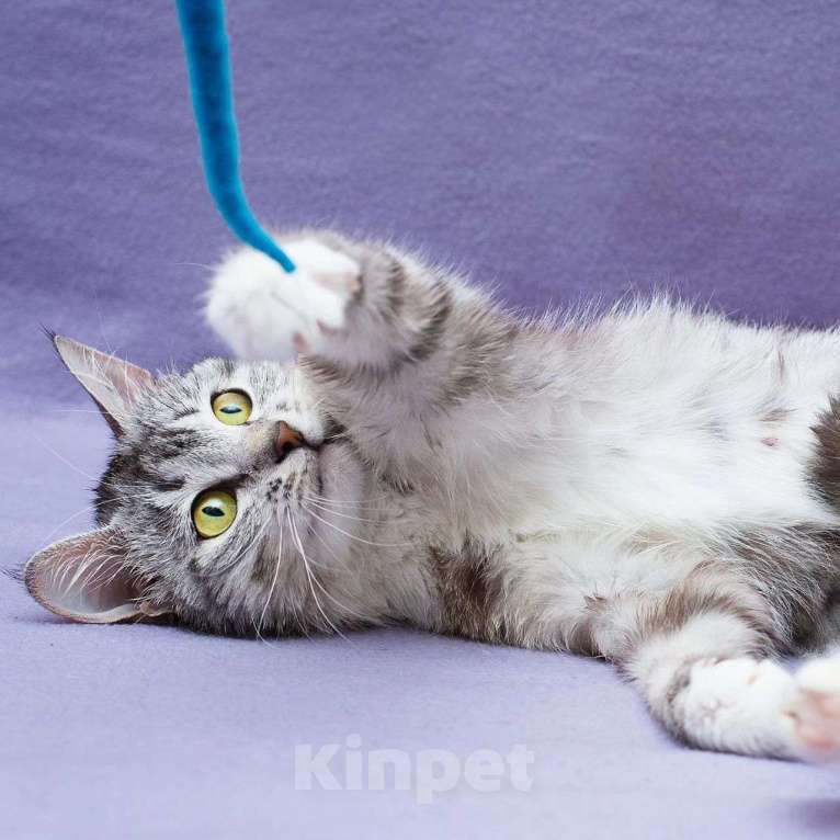 Кошки в Москве: Кисточку вернули спустя меньше суток после приезда домой 💔 Девочка, Бесплатно - фото 5