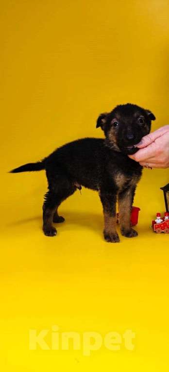 Собаки в других городах Московской области: Малышу  1,5 месяца  Мальчик, Бесплатно - фото 1