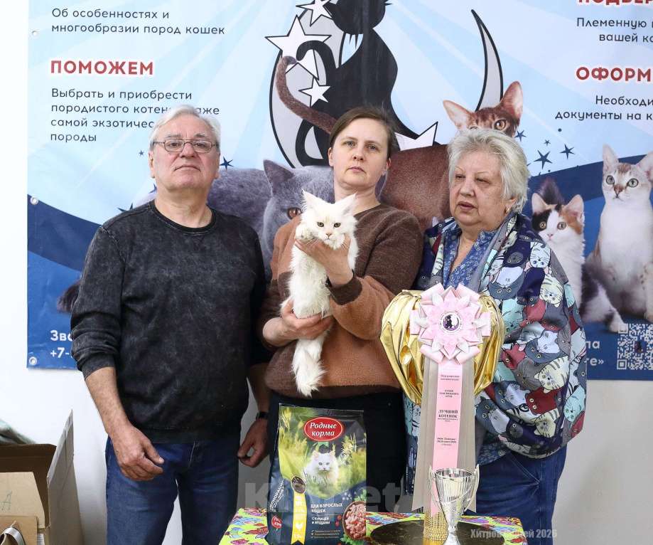 Кошки в других городах Ярославской области: Котята Мейн кун Мальчик, Бесплатно - фото 10