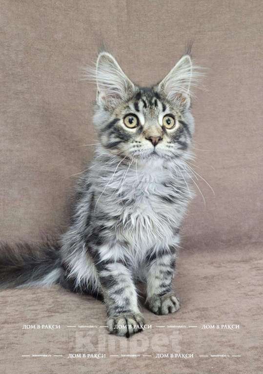 Кошки в Всеволожске: Кот мейн-кун Cooper Raksi Line Мальчик, Бесплатно - фото 2