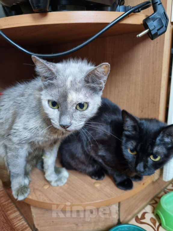 Кошки в Москве: Белочка Девочка, Бесплатно - фото 3