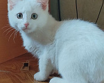 Кошки в Екатеринбурге: Котенок ищет дом. Девочка, Бесплатно - фото 3