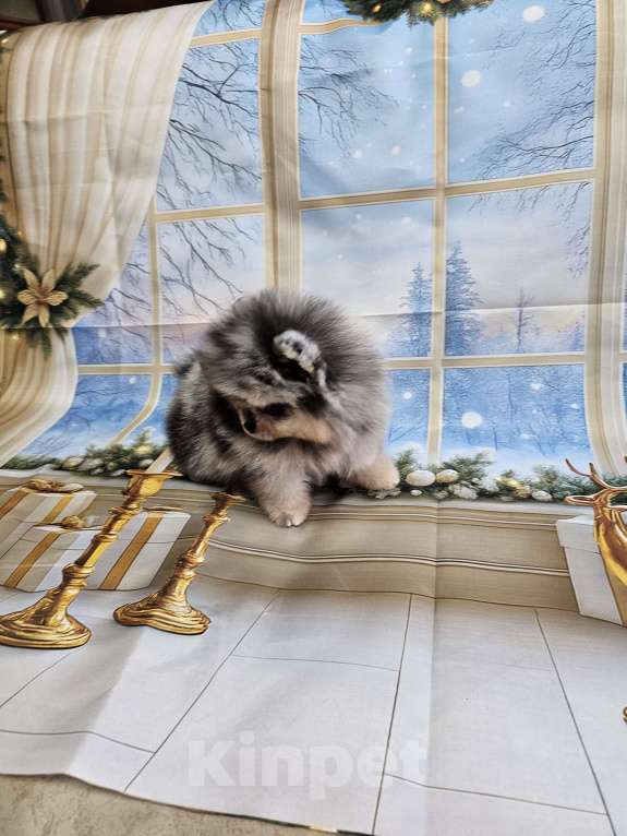 Собаки в Тюмени: Мраморный мальчик Мальчик, Бесплатно - фото 5