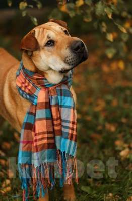 Собаки в Москве: Маффин суперпозитивный и общительный! Мальчик, Бесплатно - фото 4