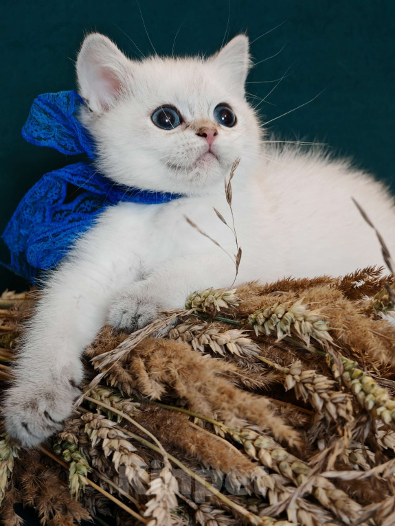 Кошки в Москве: Породистые шотландские котята Девочка, 80 000 руб. - фото 3