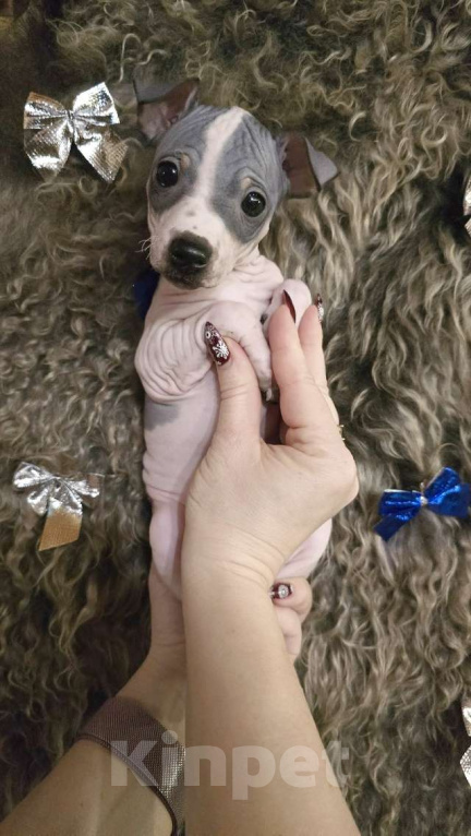 Собаки в Тольятти: Американский голый терьер мальчики Мальчик, 40 000 руб. - фото 6