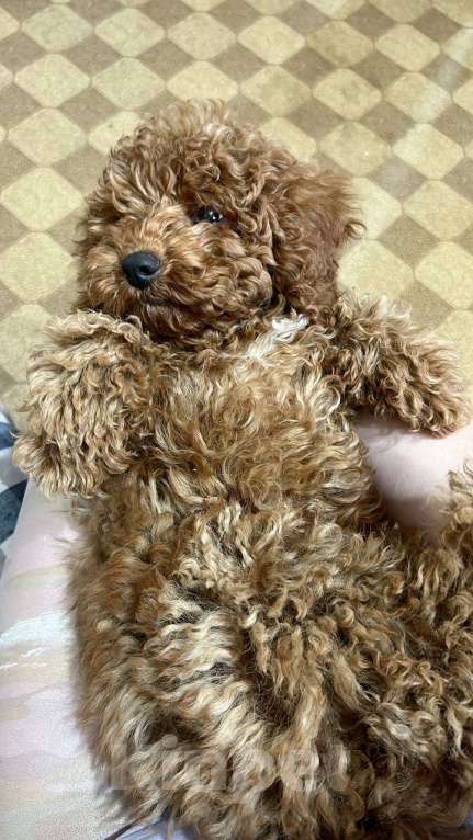 Собаки в Белгороде: Той-пудель красивый мальчик Мальчик, 80 000 руб. - фото 3