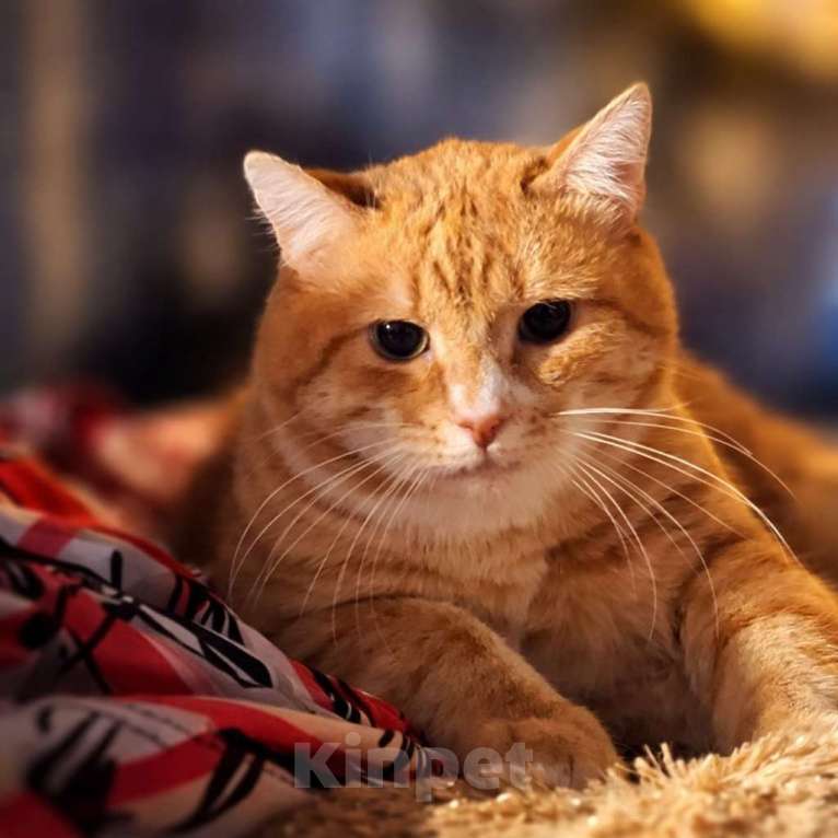Кошки в Москве: Брутальный рыжий кот в добрые руки Мальчик, Бесплатно - фото 5