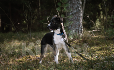 Собаки в Твери: Рэй Мальчик, Бесплатно - фото 2