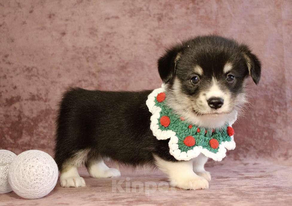 Собаки в Москве: Щенки вели корги пемброк  Мальчик, 50 000 руб. - фото 4