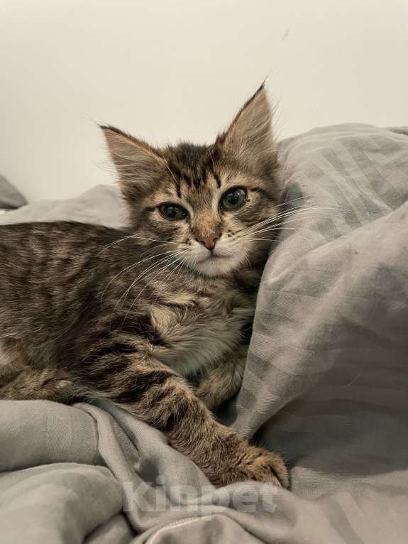 Кошки в Москве: Застенчивая малышка ищет дом Девочка, Бесплатно - фото 2