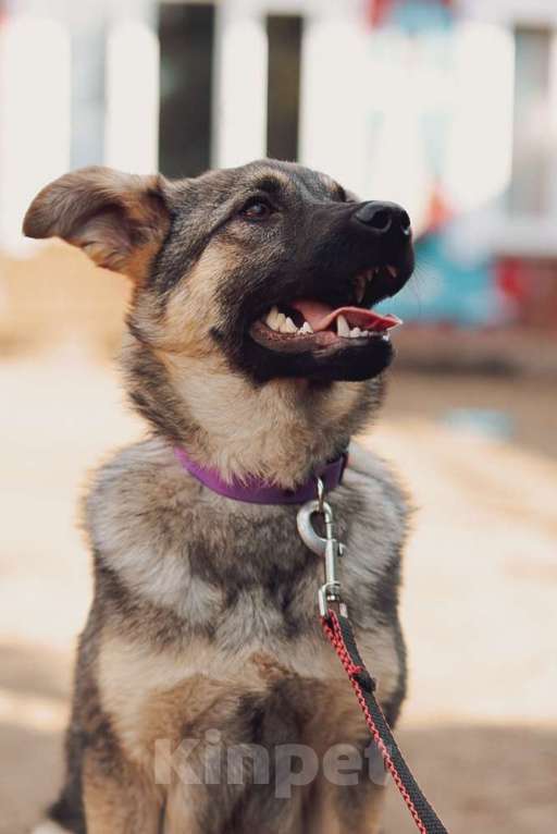 Собаки в Москве: Добрый и ласковый пёсик щенок Кай в добрые руки Мальчик, 1 руб. - фото 5