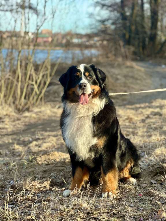 Собаки в Балашихе: Вязка с чемпионом. Бернский зенненхунд Мальчик, Бесплатно - фото 2