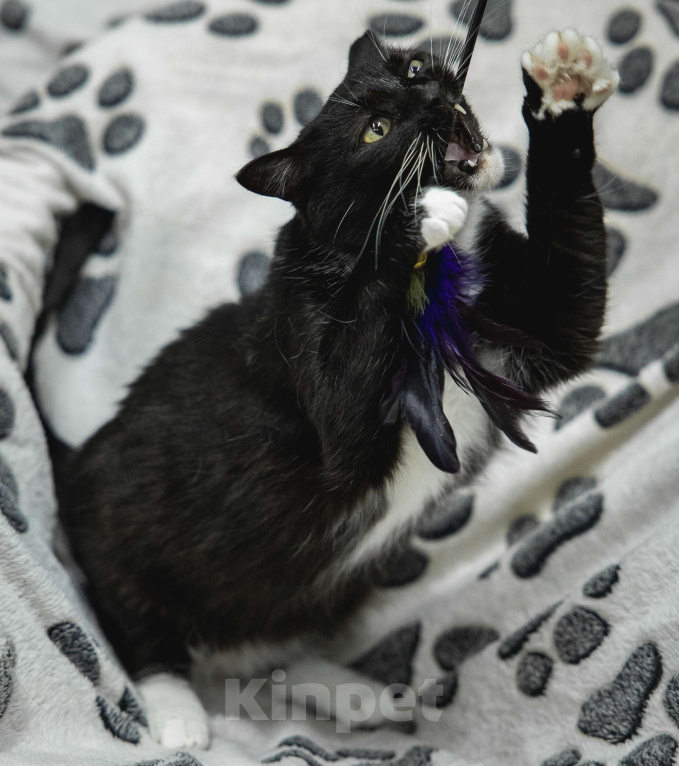 Кошки в других городах Московской области: Кошка Сандра ищет дом Девочка, Бесплатно - фото 2