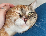 Кошки в Екатеринбурге: Котенок ищет дом Девочка, Бесплатно - фото 3