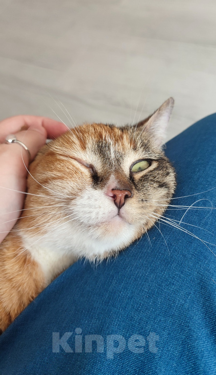 Кошки в Екатеринбурге: Котенок ищет дом Девочка, Бесплатно - фото 3