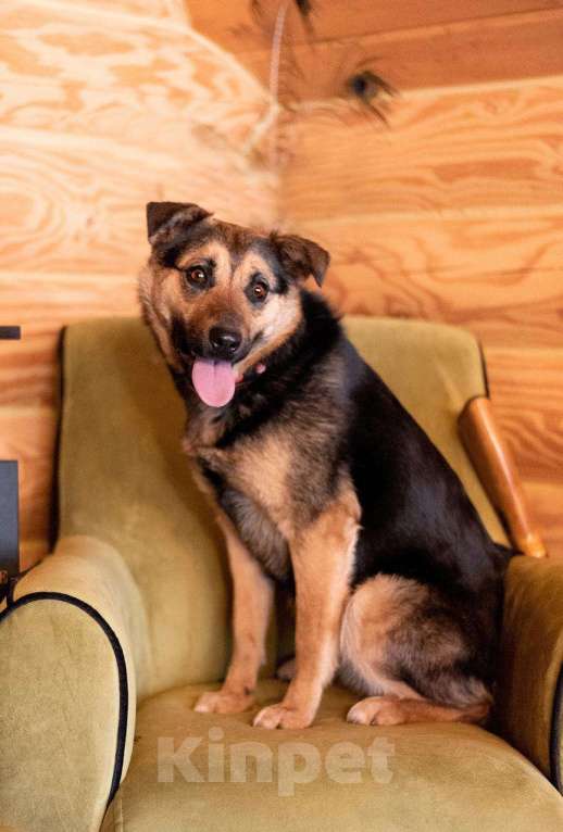 Собаки в Москве: Добрая и ласковая собачка Марта в добрые руки Девочка, 1 руб. - фото 2