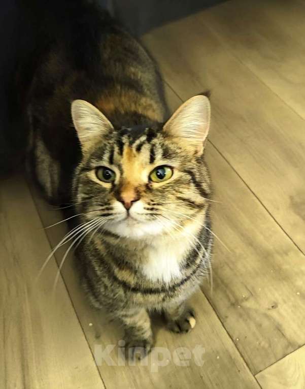 Кошки в Санкт-Петербурге: Красавица Маруся в добрые руки. Девочка, Бесплатно - фото 6