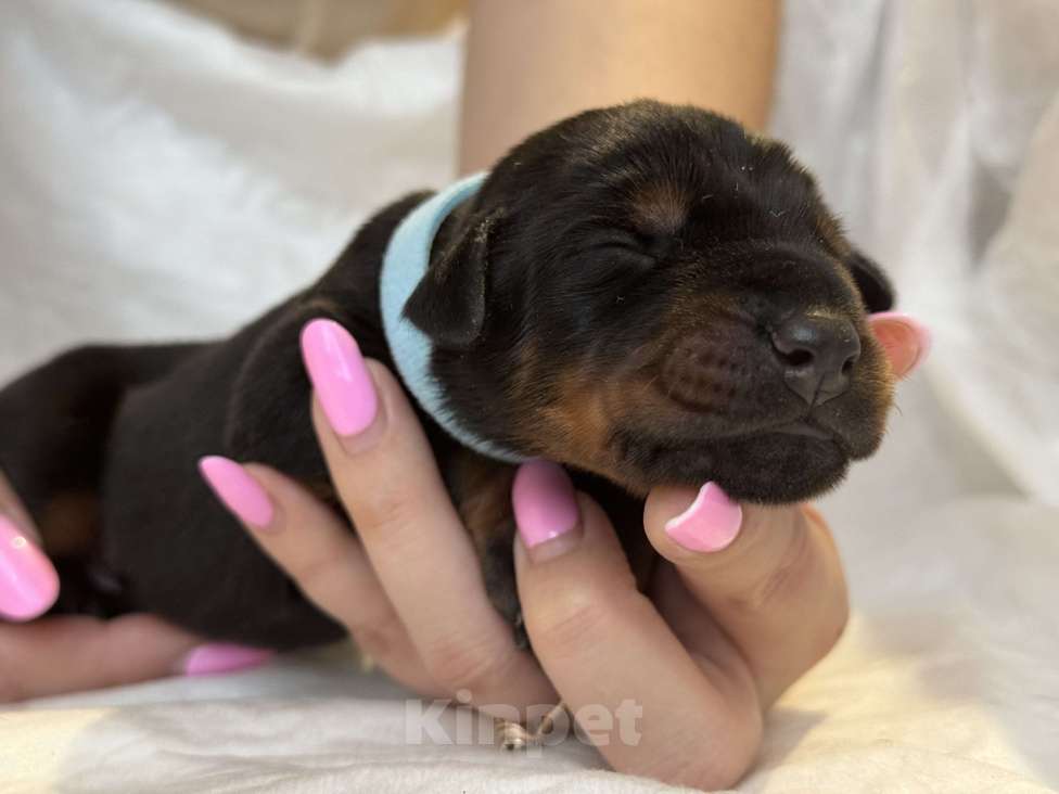 Собаки в Москве: Щенок добермана РКФ Мальчик, Бесплатно - фото 3