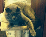 Кошки в Калуге: Вязка))), 1 500 руб. - фото 3