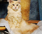 Кошки в Санкт-Петербурге: мейн кун из питомника Мальчик, 35 000 руб. - фото 3