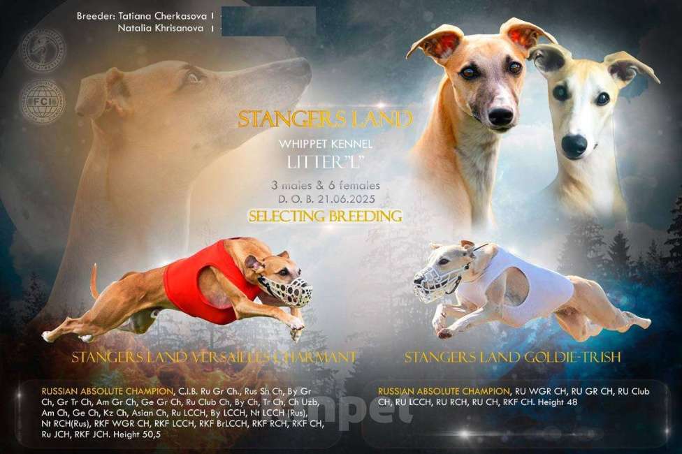 Собаки в Кубинке: Щенок уиппета Мальчик, 50 000 руб. - фото 9