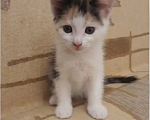 Кошки в Электростали: Котята домашние. Девочка, Бесплатно - фото 1