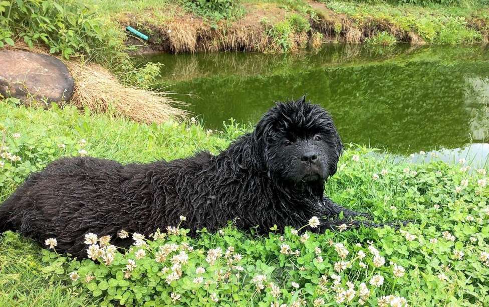 Собаки в Санкт-Петербурге: Щенки ньюфаундленда в СПб Девочка, 70 000 руб. - фото 2