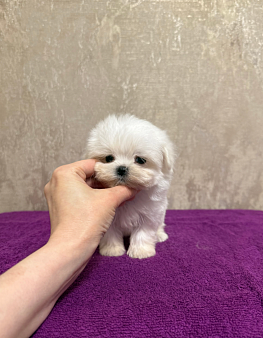 Объявление: Мини мальчик, 40 000 руб., Москва