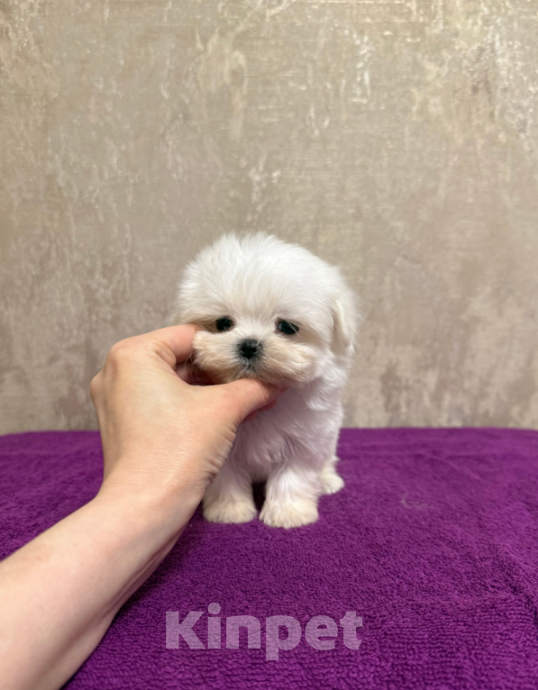 Собаки в Москве: Мини мальчик Мальчик, 40 000 руб. - фото 1