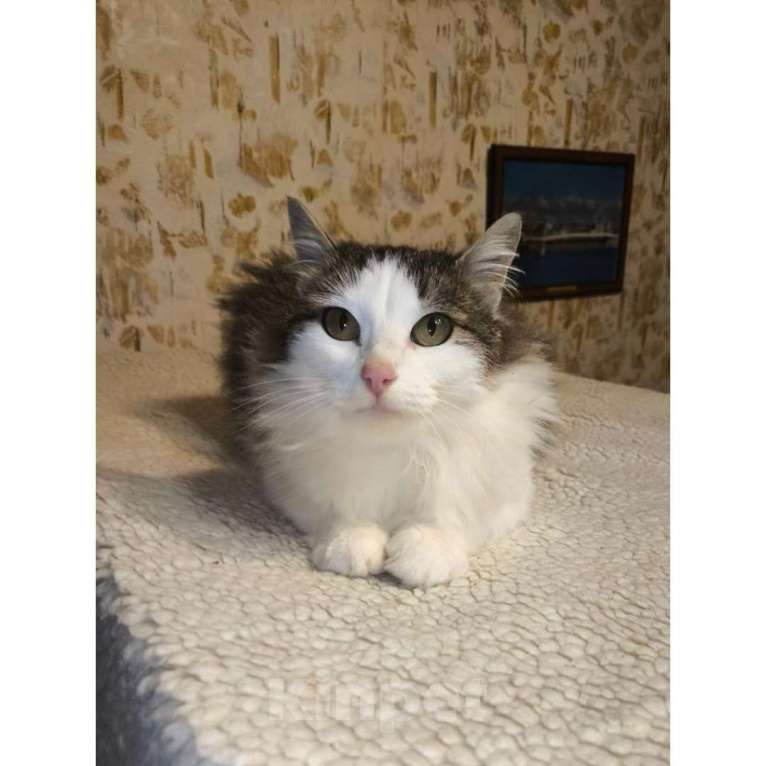 Кошки в Казани: Котенок подросток девочка Девочка, Бесплатно - фото 1