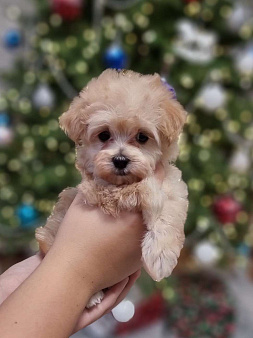 Супер мини Мальтипу 