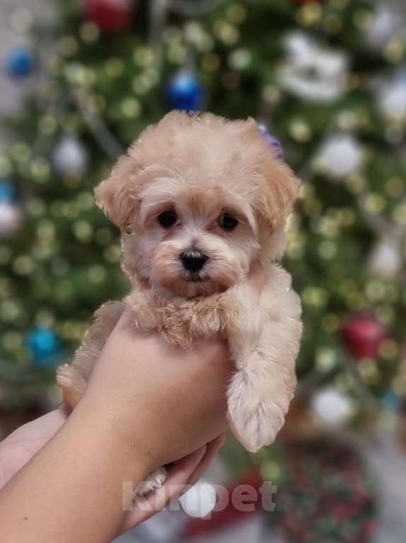 Собаки в Москве: Супер мини Мальтипу  Девочка, 120 000 руб. - фото 1