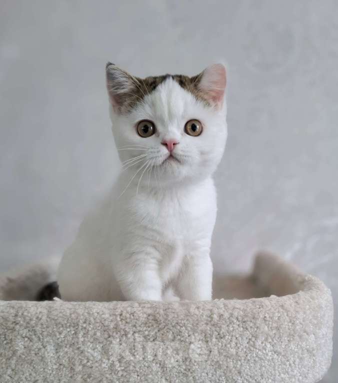 Кошки в Ярославле: Шотландский короткошерстный котенок Мальчик, 25 000 руб. - фото 2