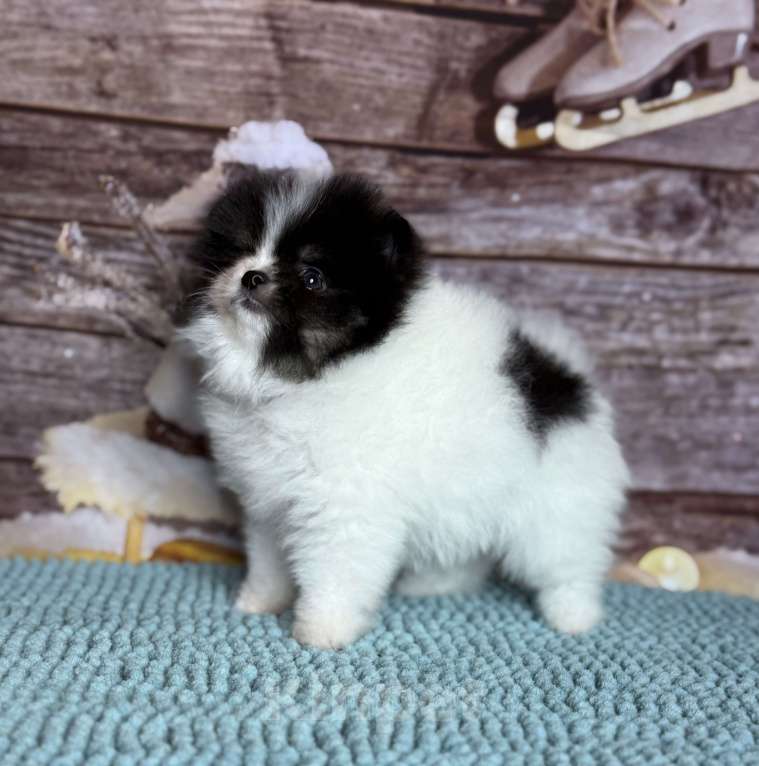 Собаки в Чехове: щенки померанцы триколор РКФ Мальчик, 70 000 руб. - фото 1