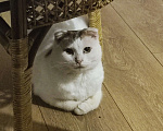 Кошки в Рязани: Нашли кошку, взяли на передержку, у себя оставить не можем, съемная квартира Девочка, 1 руб. - фото 1