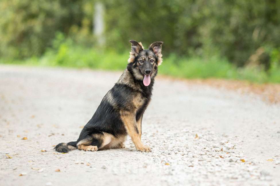 Собаки в Домодедово: Щенок Сима в добрые руки  Девочка, Бесплатно - фото 6
