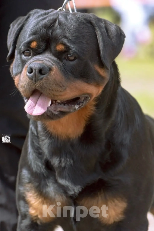 Собаки в Санкт-Петербурге: Щенки ротвейлера, рожд. 25.03.26 Разнополые, 60 000 руб. - фото 1