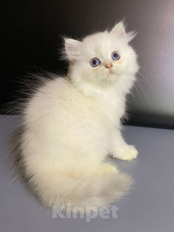 Кошки в Москве: Милаши Мальчик, 35 000 руб. - фото 5