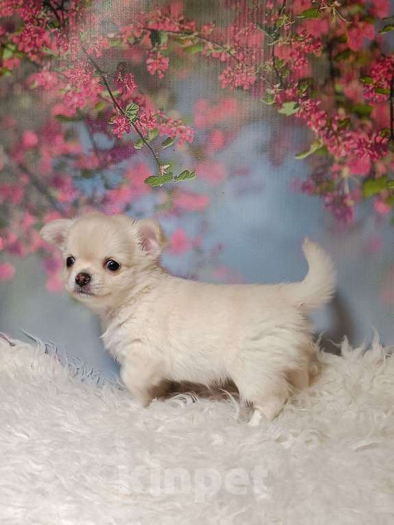 Собаки в Москве: Нежная Зефиринка Девочка, 75 000 руб. - фото 3