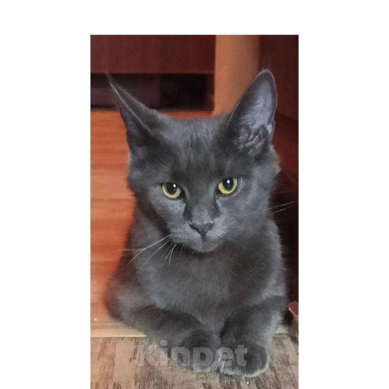 Кошки в Казани: Котенок девочка Девочка, Бесплатно - фото 1