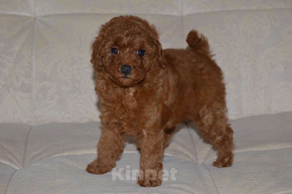 Собаки в Ульяновске: той-пудель,щенок Девочка, 150 000 руб. - фото 2