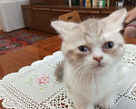 Кошки в Белгороде: Манчкин Мальчик, 25 000 руб. - фото 1