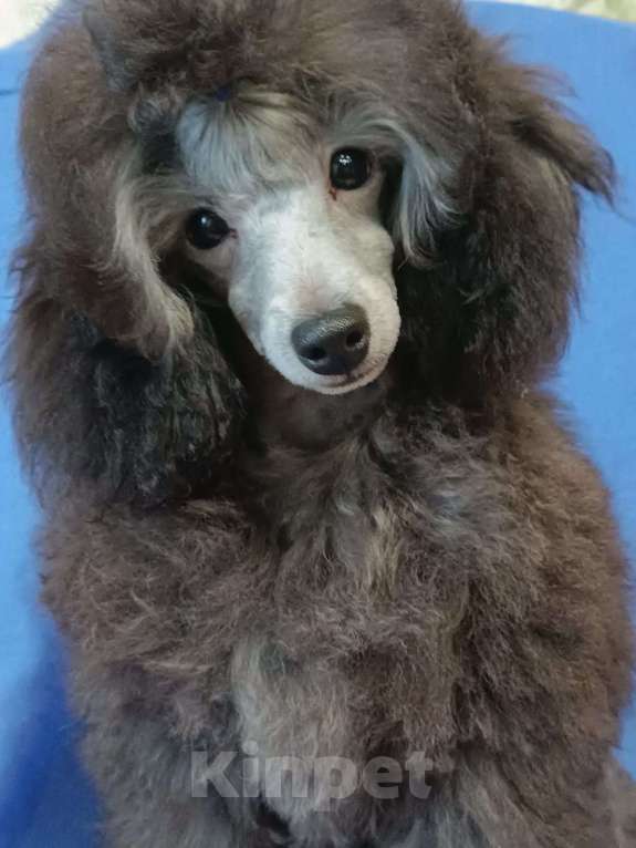 Собаки в Ярославле: Серебро той Мальчик, 140 000 руб. - фото 5