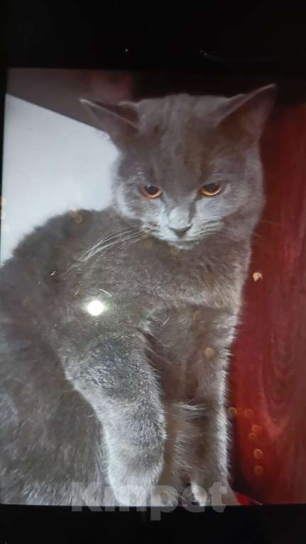 Кошки в других городах Ленинградской области: пропала кошка д заневка всеволожский район улица ладожская 34 подъезд 1 этаж3 кв20 Девочка, Бесплатно - фото 1