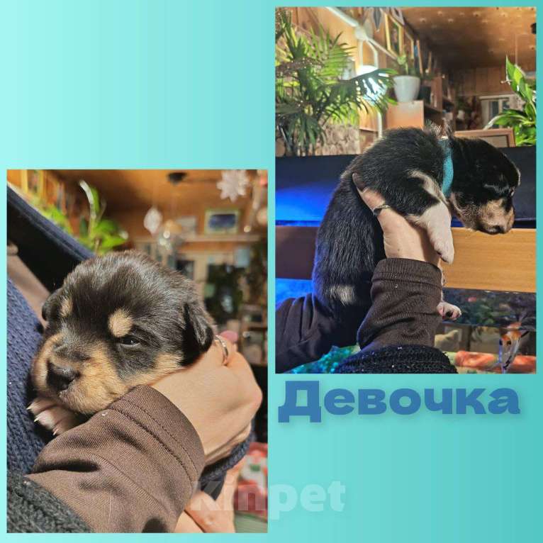 Собаки в других городах Ленинградской области: Австралийские ретриверы, метисы Девочка, 7 000 руб. - фото 1