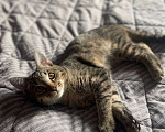 Кошки в Москве: Котёнок Кекс ищет дом  Мальчик, Бесплатно - фото 4