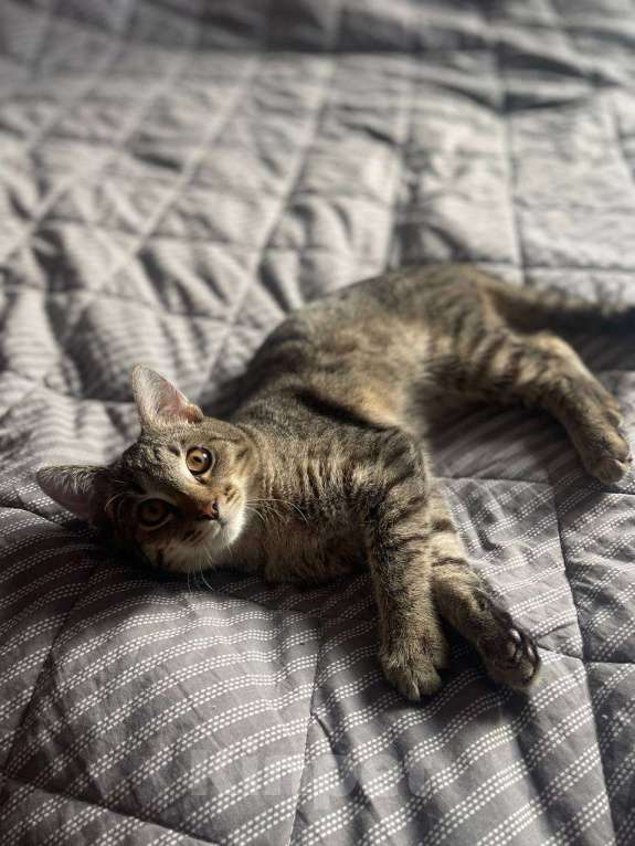 Кошки в Москве: Котёнок Кекс ищет дом  Мальчик, Бесплатно - фото 4