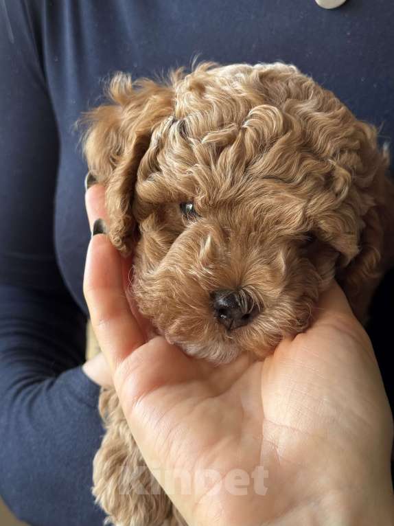 Собаки в Сочи: Мальтипу щенок Мальчик, 120 000 руб. - фото 6