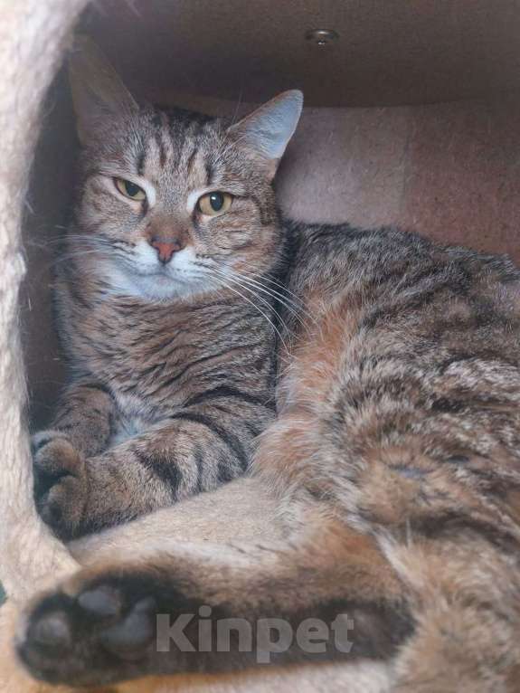 Кошки в Москве: Лора. Королева снаружи, неженка внутри Девочка, Бесплатно - фото 3